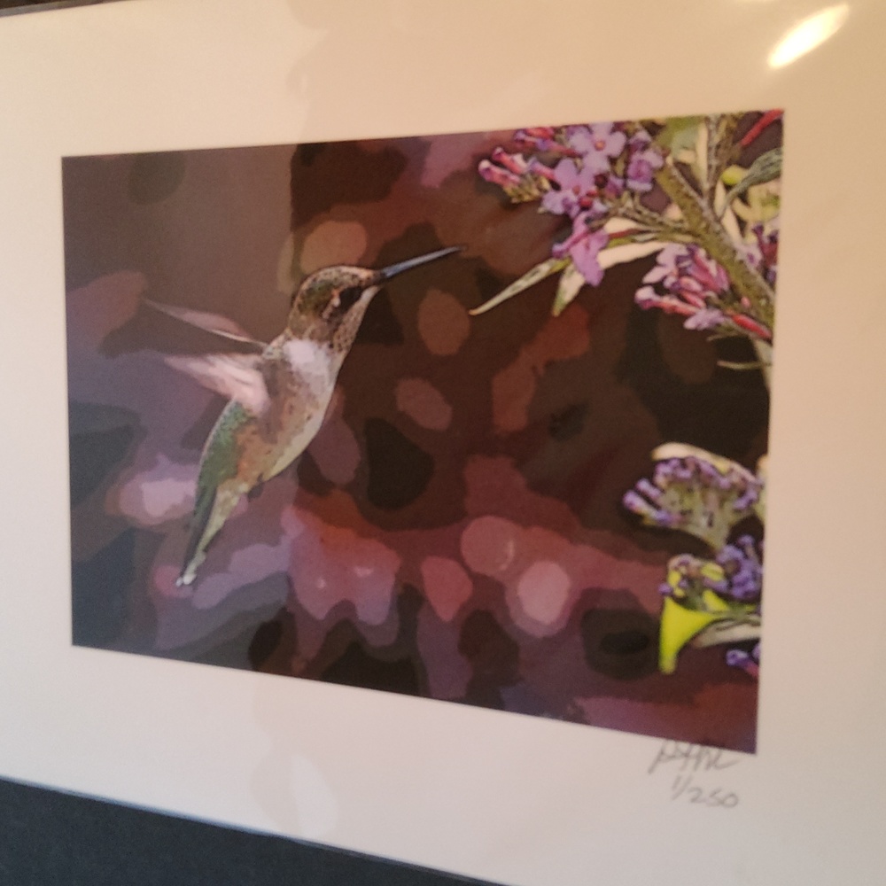 Hummingbird print 1/250 Peter James Maurer . - Picture 8 of 8